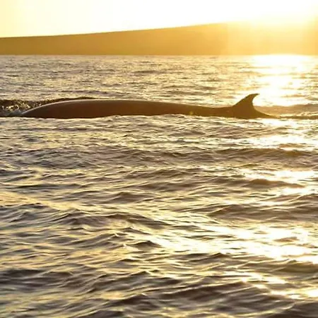 Dom wakacyjny Cozy House In + Terrace *