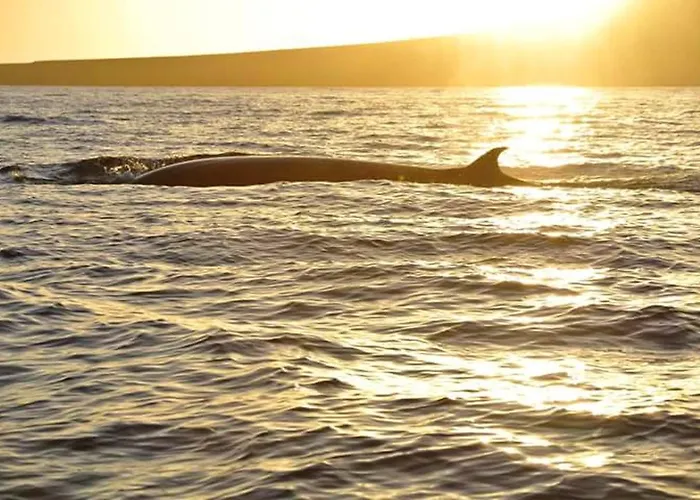 Dom wakacyjny Cozy House In + Terrace *